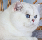 Кот